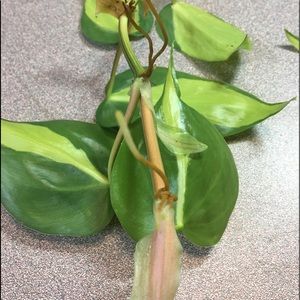 Brazil philodendron large rooted cutting